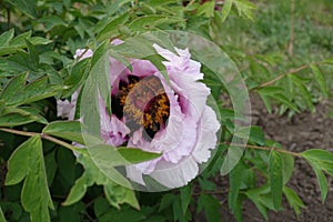Light pinkish white flower in the leafage of tree peony in May