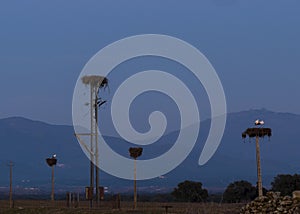 Light poles with storks nest at sunset in Ambroz valley of Extremadura blue hour