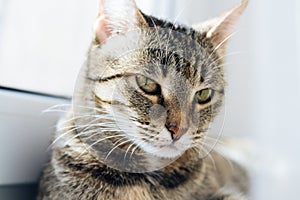 Light portrait of a cat on the window