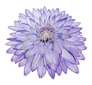 Light purple-blue flower   dahlia on white isolated background with clipping path  no shadows. Closeup.