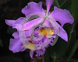 Light Purple Cattleya Orchid In Bloom