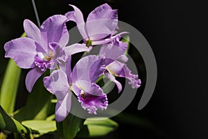 Light purple cattleya orchid flower