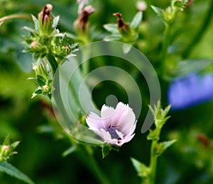 Light purple chickory flower among the meadow grasses