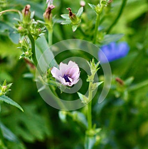 Light purple chickory flower among the meadow grasses