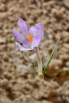 Light purple crocus in the flowerbed