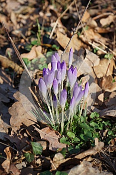 Light purple Crocus tommasinianus in the wild in March. Berlin, Germany