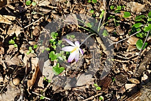 Light purple Crocus tommasinianus in the wild in March. Berlin, Germany