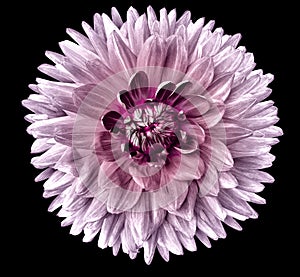 light purple dahlia flower on the black isolated background. Closeup. For design. Nature.