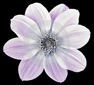 Light purple dahlia. Flower isolated on black  background with clipping path.  For design.  Closeup.