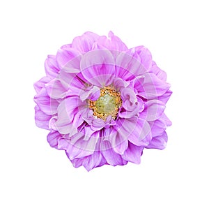 Light purple dahlia flowers blooming with water drops isolated on white background , clipping path