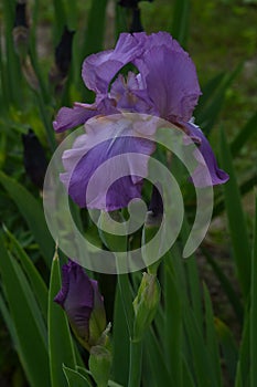 Light purple floral iris on a green background