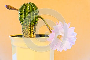 light purple flower of cactus in desert. yellow background