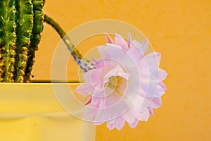 light purple flower of cactus in desert. yellow background