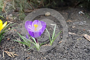 Light purple flower of Crocus vernus