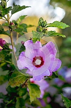 Light purple flower of hibiscus surrounded by green leaves_