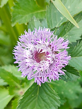 Light purple flower with selective focus and blurred background