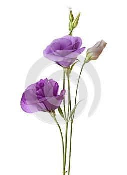 Light purple flowers