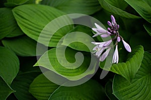 Light purple flowers buds of hosta with large patterned green leaves. Perennial grows in garden. Top view. Close-up