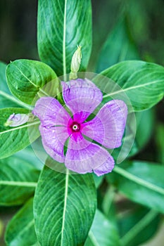 Light purple flowers have a slightly yellowish center
