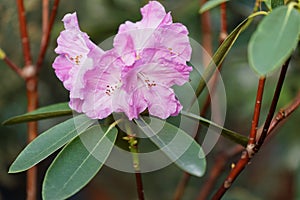 Light purple flowers of Rhododendron on a branch