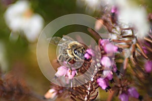 Light purple flowers of a snow heather (Erica carnea) in spring