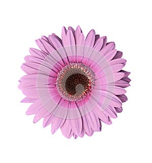 Světlo purpurová květina 