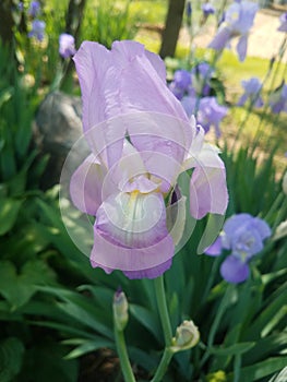 Light purple iris