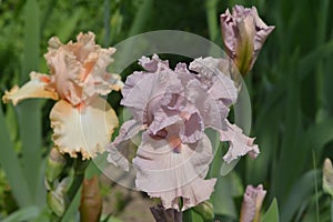 Light purple and light yellow iris on a green background.