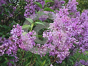 Light purple lilacs