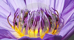 Light purple lotus with bee
