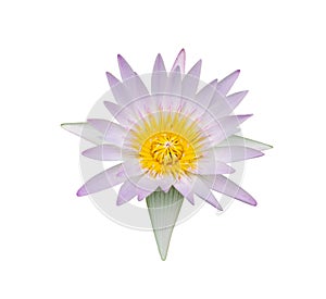 Light purple lotus flower isolated white background