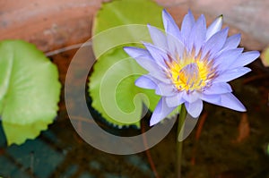 Light purple lotus, water lily in pond