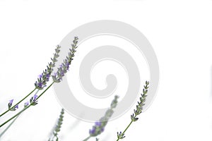 Light purple natural lavender flower on isolated white background