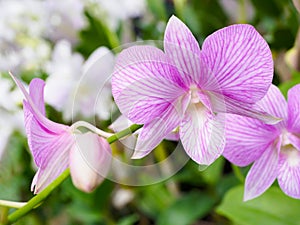Light purple orchid flower in garden.