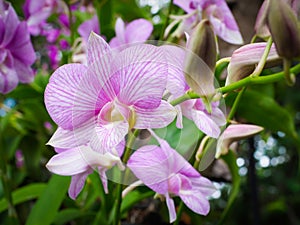 Light purple orchid flower in garden.