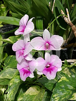 light purple orchid standing from the bush for Valentine, closed-up