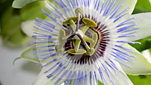 Light purple passion flower.