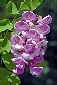 Light Purple Pea Like Pendant Flowers in Bloom