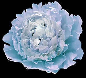 Light purple peony flower on black solated background with clipping path. Closeup. For design.