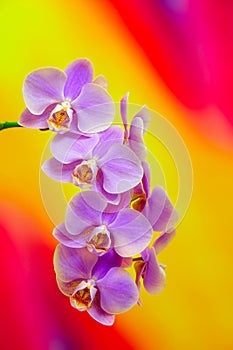 Light purple phalaenopsis orchids on colorful abstract background