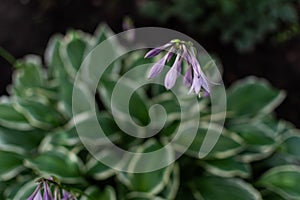 Light purple pink flowers of hosta with large patterned white-green leaves. Perennial grows in garden. Top view.