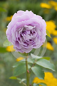 Light purple rose blossom in the garden