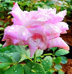 a light purple rose in the garden photo