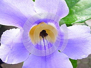 Light Purple Tropical Flower