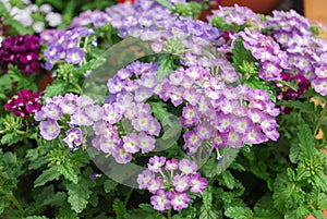 Light purple verbena blooming, pot plants