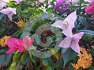 Colorful bougainvillea and Ixora flowers in tropical hedge