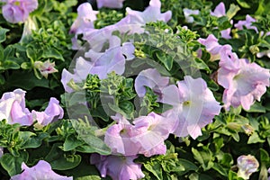 Light Purple and white colors petunia flowers blooming under daylight. beautiful floral background with green leaves.