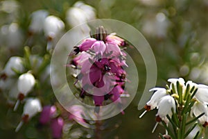 Light purple an white flowers of a snow heather (Erica carnea) in spring