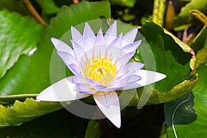 Light purple white Lotus flower beautiful with green leaves in tub as background.