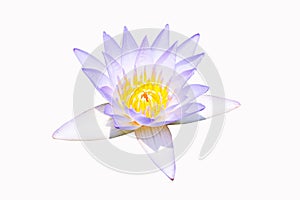 Light purple white Lotus flower beautiful isolated on white background.